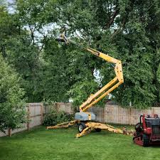 Best Tree Cabling and Bracing  in Lexington, KY