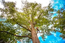 Soil Testing and Treatment in Lexington, KY