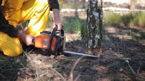 Best Tree Health Inspection  in Lexington, KY