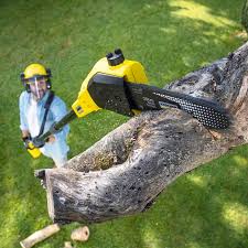 Best Hazardous Tree Removal  in Lexington, KY