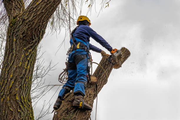 Reliable Lexington, KY Tree Services Solutions