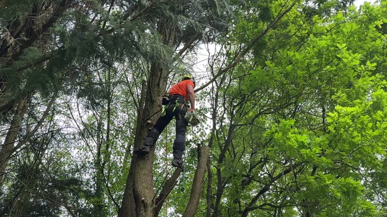  Lexington, KY Tree Services Pros