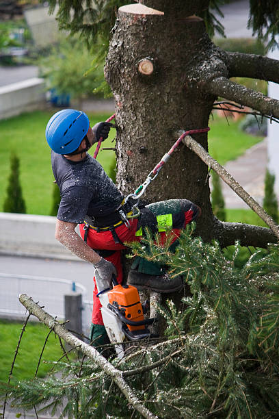 Best Organic Lawn Care Solutions  in Lexington, KY