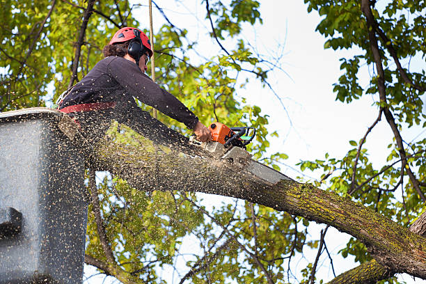 How Our Tree Care Process Works  in  Lexington, KY