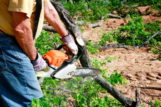 Best Tree Disease Treatment  in Lexington, KY