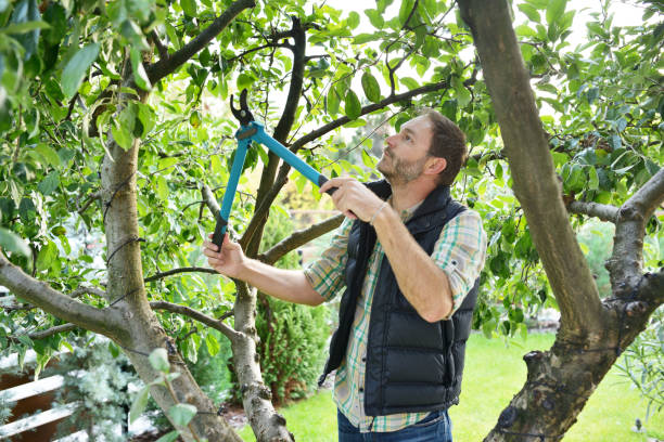Best Tree and Shrub Care  in Lexington, KY